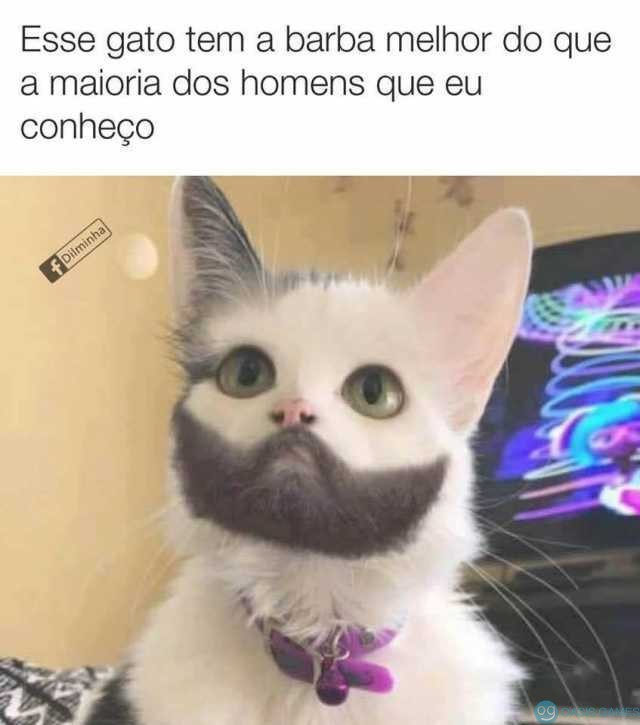 esse-gato-tem-a-barba-melhor-do-que-a-maioria-dos-homens-que-eu-conheco-oyt6Z