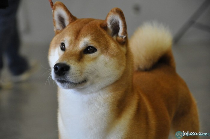 shiba-inu-515e1bfb4b061